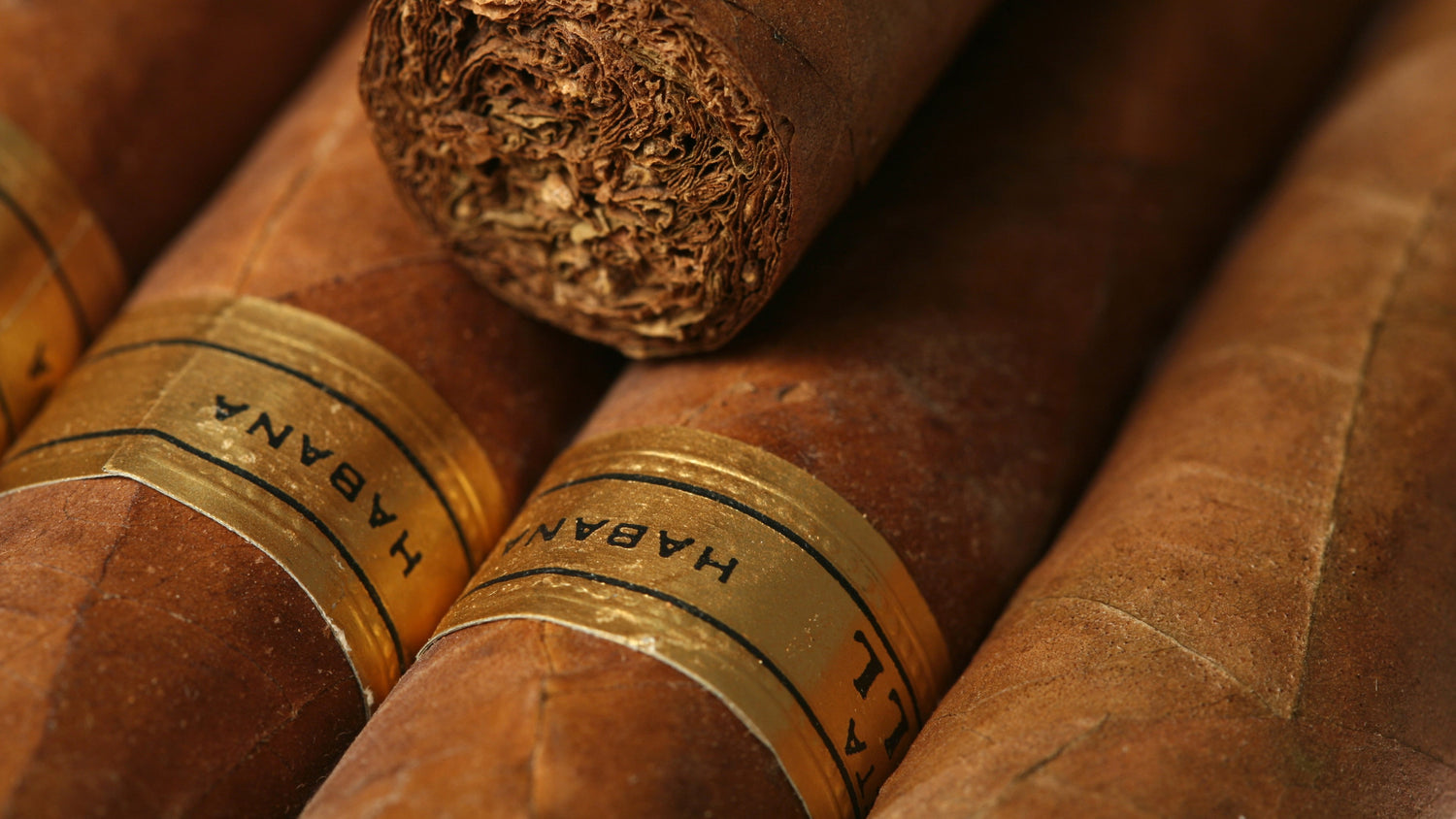 Finest Premium Cigars in India – CigarDynasty